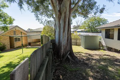 Boundary tree growing on a shared fence line in North Shore