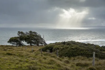 Storm exposure near bushland, North Shore
