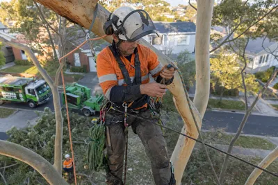 Qualified arborist working with a two rope climbing system in a backyard eucalyptus in North Shore