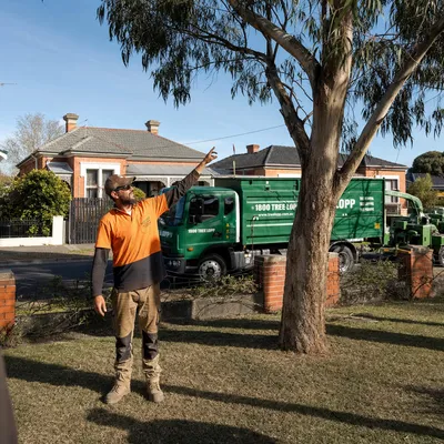 Tree Removal pricing in North Shore