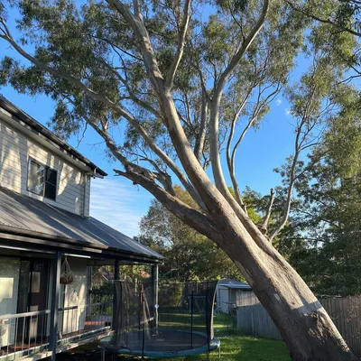 Before: Large angophora sectioned over a sandstone terrace, North Shore