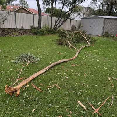 Before: Storm limb cleanup, tree on roof, North Shore