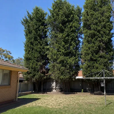 Before: Camphor laurel removal, boundary dispute resolved, North Shore
