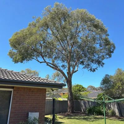 After: Crown reduction over a tiled roofline, North Shore