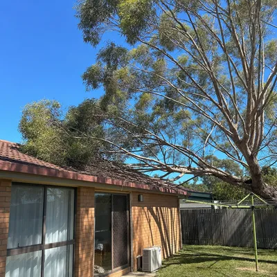 Before: Crown reduction over a tiled roofline, North Shore