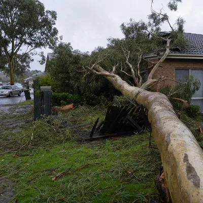 Emergency Tree Services in North Shore. Around-the-clock attendance for split trunks, storm-dropped limbs and trees on roofs, from Mosman and Crows Nest through to Killara and Gordon.