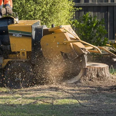 Stump Grinding in North Shore. Ground below grade on sandstone blocks and steep terrain. Walk-behind units for tight side-gate access in Chatswood, Lane Cove and Willoughby gardens.