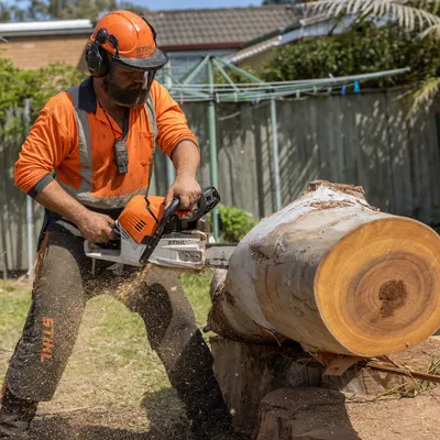 Tree Removal in North Shore. Top-down sectional take-down of blue gums, angophoras, camphor laurels and heritage figs, with every limb roped around rooflines and sandstone walls.